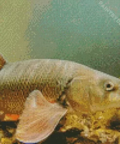 Barbel Fish Diamond Painting