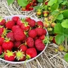 Basket Of Strawberries Diamond Painting