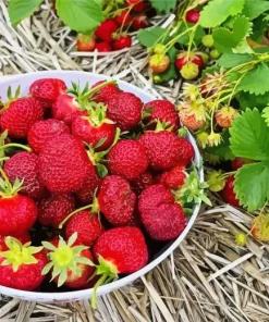 Basket Of Strawberries Diamond Painting