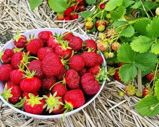 Basket Of Strawberries Diamond Painting