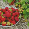 Basket Of Strawberries Diamond Painting