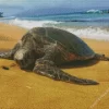 Beach With Turtle Diamond Painting