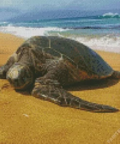 Beach With Turtle Diamond Painting