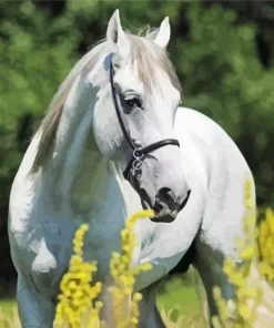 Beautiful White Stallion Diamond Painting