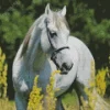 Beautiful White Stallion Diamond Painting