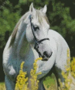 Beautiful White Stallion Diamond Painting