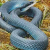 Black And Blue Snake Diamond Painting