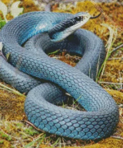 Black And Blue Snake Diamond Painting