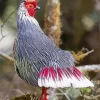 Blood Pheasant Bird Diamond Painting