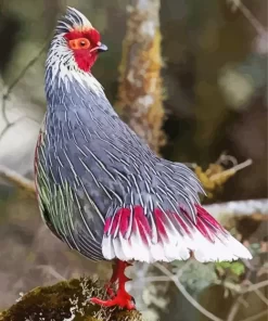 Blood Pheasant Bird Diamond Painting