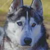 Blue And Brown Eye Husky Diamond Painting