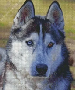 Blue And Brown Eye Husky Diamond Painting