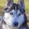 Blue And Brown Eye Husky Diamond Painting