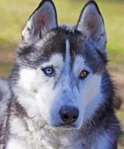 Blue And Brown Eye Husky Diamond Painting