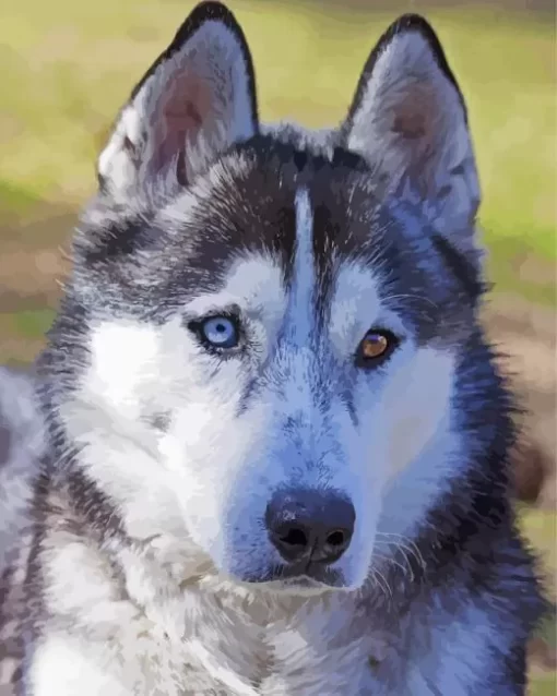 Blue And Brown Eye Husky Diamond Painting