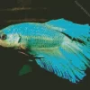 Blue And Green Betta Fish Diamond Painting