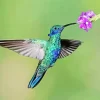 Blue And Green Hummingbird Diamond Painting