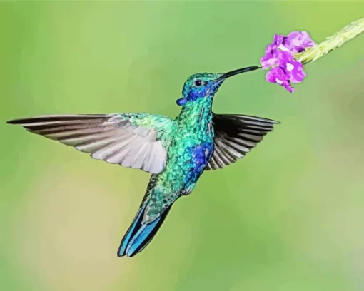 Blue And Green Hummingbird Diamond Painting