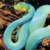 Blue And Green Pit Vipers Diamond Painting