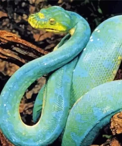 Blue And Green Pit Vipers Diamond Painting