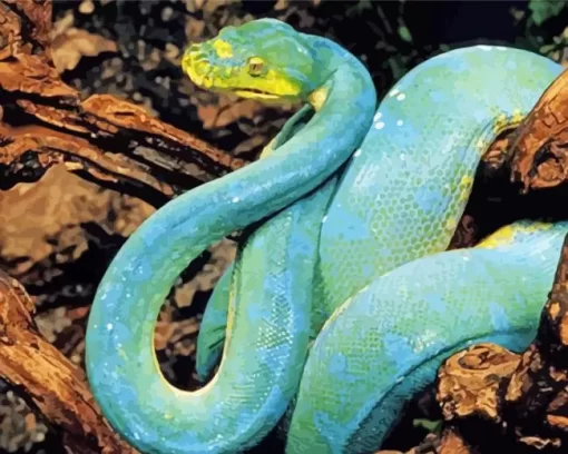 Blue And Green Pit Vipers Diamond Painting