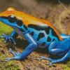 Blue And Orange Frog Diamond Painting