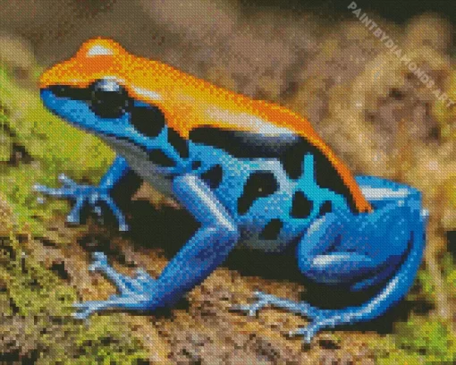 Blue And Orange Frog Diamond Painting