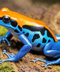 Blue And Orange Frog Diamond Painting