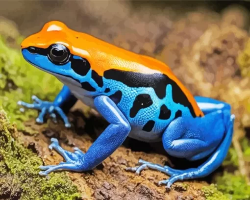 Blue And Orange Frog Diamond Painting