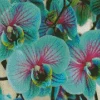 Blue And Pink Orchids Diamond Painting