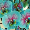 Blue And Pink Orchids Diamond Painting