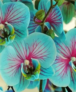 Blue And Pink Orchids Diamond Painting