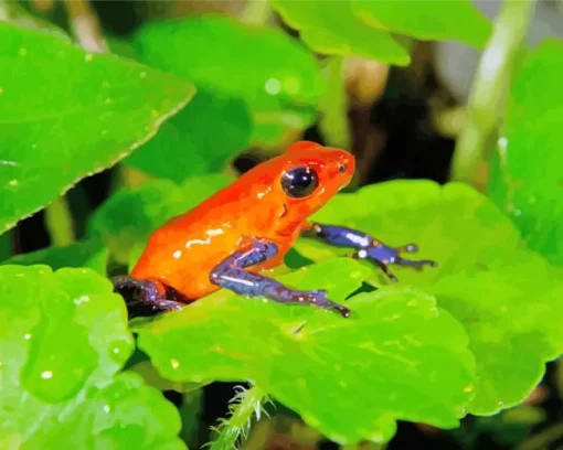 Blue And Red Frog Diamond Painting