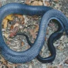 Blue Bellied Black Snake Diamond Painting