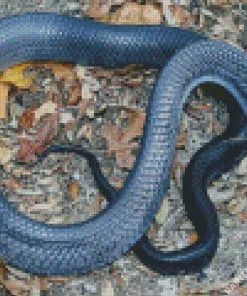 Blue Bellied Black Snake Diamond Painting