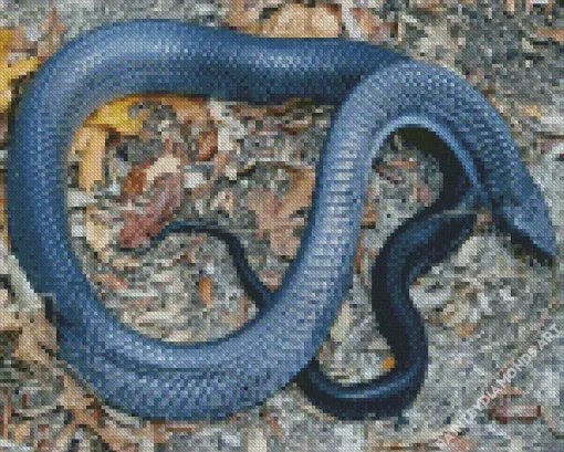 Blue Bellied Black Snake Diamond Painting