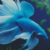 Blue Betta Fish Underwater Diamond Painting