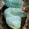 Blue Bush Snake Diamond Painting