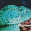 Blue Bush Viper Diamond Painting