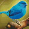 Blue Canary Bird Diamond Painting