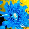 Blue Chrysanthemum Diamond Painting