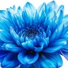 Blue Chrysanthemum Flower Diamond Painting