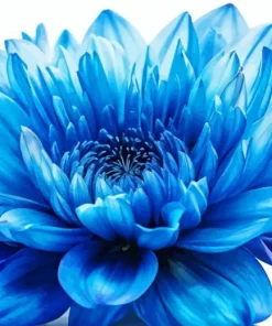 Blue Chrysanthemum Flower Diamond Painting