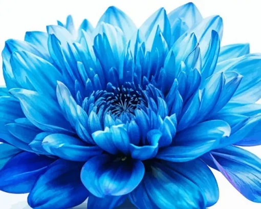 Blue Chrysanthemum Flower Diamond Painting