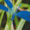 Blue Dragonfly Diamond Painting