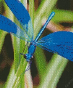 Blue Dragonfly Diamond Painting