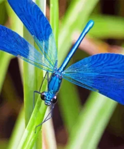 Blue Dragonfly Diamond Painting