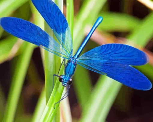 Blue Dragonfly Diamond Painting