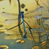 Blue Dragonfly Water Reflection Diamond Painting