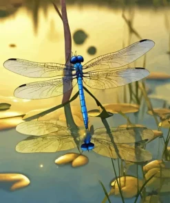 Blue Dragonfly Water Reflection Diamond Painting